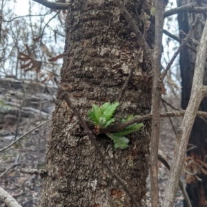 Banksia serrata at Bundanoon - 6 Mar 2020