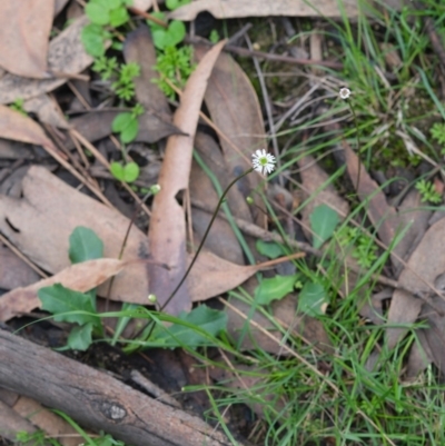 Lagenophora gracilis (Slender Lagenophora) at Bundanoon, NSW - 8 Mar 2020 by Boobook38