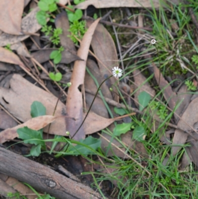 Lagenophora gracilis (Slender Lagenophora) at Wingecarribee Local Government Area - 8 Mar 2020 by Boobook38