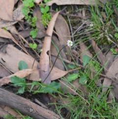 Lagenophora gracilis (Slender Lagenophora) at Morton National Park - 8 Mar 2020 by Boobook38