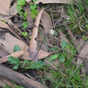 Lagenophora gracilis at Morton National Park - 8 Mar 2020