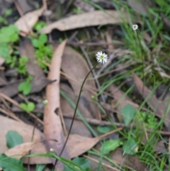 Lagenophora gracilis at Morton National Park - 8 Mar 2020 12:44 PM