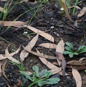 Lagenophora gracilis at Morton National Park - 8 Mar 2020 12:44 PM