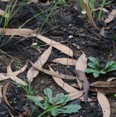 Lagenophora gracilis at Morton National Park - 8 Mar 2020