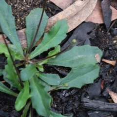 Lagenophora gracilis at Morton National Park - 8 Mar 2020 12:44 PM