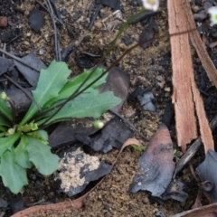 Lagenophora gracilis at Morton National Park - 8 Mar 2020