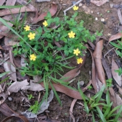 Hypericum gramineum (Small St Johns Wort) at Bundanoon - 8 Mar 2020 by Boobook38