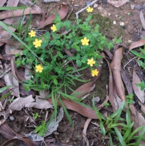 Hypericum gramineum at Bundanoon - 8 Mar 2020