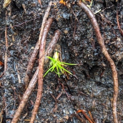 Dracophyllum secundum at Bundanoon, NSW - 6 Mar 2020 by Margot