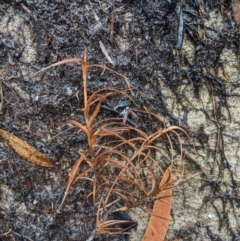 Dracophyllum secundum at Bundanoon - 6 Mar 2020 11:45 AM