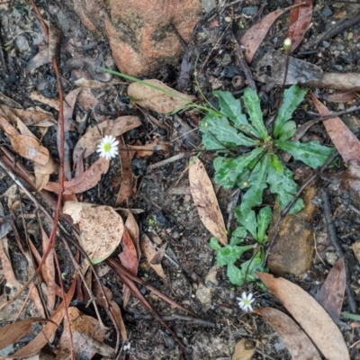 Lagenophora gracilis (Slender Lagenophora) at Wingecarribee Local Government Area - 6 Mar 2020 by Margot