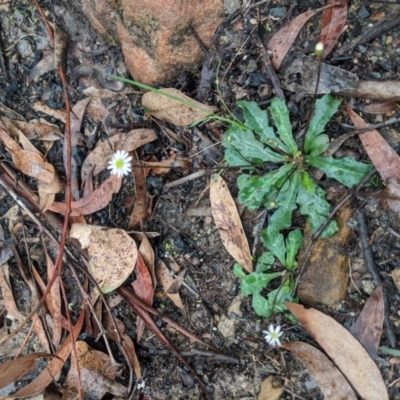 Lagenophora gracilis (Slender Lagenophora) at Bundanoon, NSW - 6 Mar 2020 by Margot