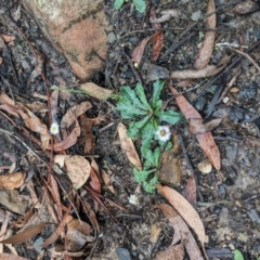 Lagenophora gracilis at Bundanoon - 6 Mar 2020