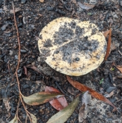 zz agaric (stem; gills not white/cream) at Bundanoon, NSW - 6 Mar 2020 by Margot