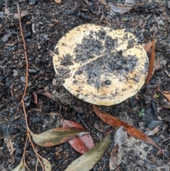 Unidentified Fungus at Bundanoon - 6 Mar 2020 by Margot