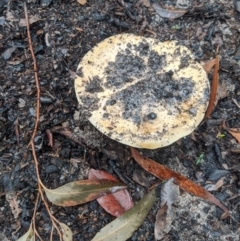 Unidentified Fungus at Bundanoon, NSW - 6 Mar 2020 by Margot