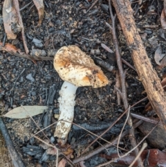 zz agaric (stem; gills not white/cream) at Bundanoon, NSW - 6 Mar 2020 11:38 AM
