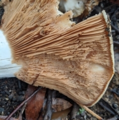 zz agaric (stem; gills not white/cream) at Bundanoon, NSW - 6 Mar 2020 11:38 AM