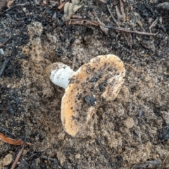 zz agaric (stem; gills not white/cream) at Bundanoon, NSW - 6 Mar 2020 11:38 AM