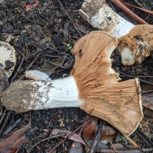 zz agaric (stem; gills not white/cream) at Bundanoon, NSW - 6 Mar 2020 11:38 AM