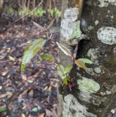 Ceratopetalum apetalum (Coachwood) at Bundanoon, NSW - 6 Mar 2020 by Margot