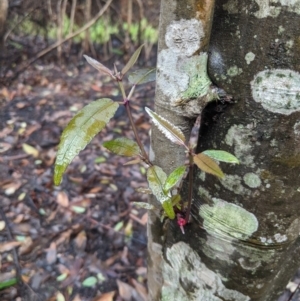 Ceratopetalum apetalum at Bundanoon - 6 Mar 2020