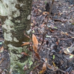 Ceratopetalum apetalum at Bundanoon - 6 Mar 2020