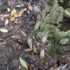 Ceratopetalum apetalum at Bundanoon - 6 Mar 2020 11:46 AM