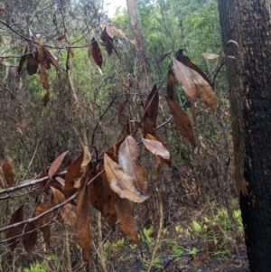 Ceratopetalum apetalum at Bundanoon - 6 Mar 2020