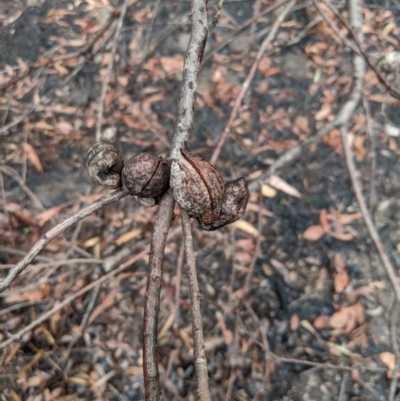 Unverified Other Shrub at Bundanoon, NSW - 6 Mar 2020 by Margot