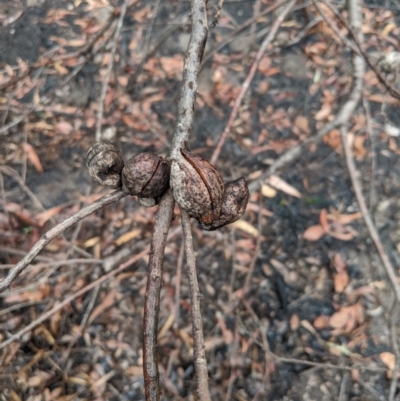 Unidentified Other Shrub at Bundanoon, NSW - 6 Mar 2020 by Margot