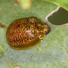 Paropsisterna cloelia (Eucalyptus variegated beetle) at Bruce Ridge - 23 Nov 2011 by Bron