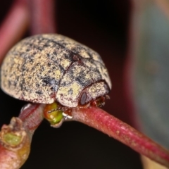 Trachymela sp. (genus) (Brown button beetle) at Bruce Ridge to Gossan Hill - 23 Nov 2011 by Bron