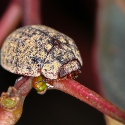 Trachymela sp. (genus) (Brown button beetle) at Bruce Ridge - 23 Nov 2011 by Bron