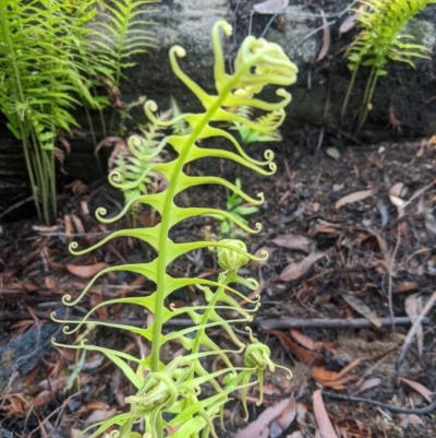 Blechnum cartilagineum (Gristle Fern) at Wingecarribee Local Government Area - 5 Mar 2020 by Margot
