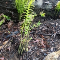 Blechnum cartilagineum at Bundanoon - 6 Mar 2020