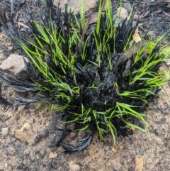 Unidentified Rush / Sedge at - 5 Mar 2020 by Margot