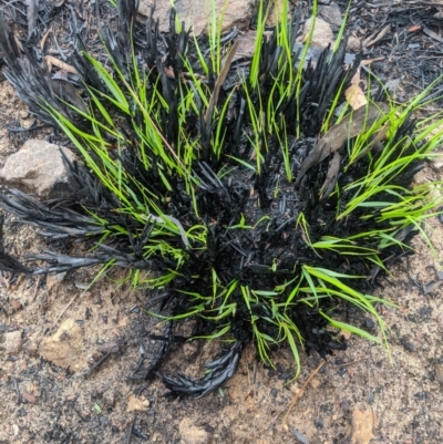 Unidentified Grass at Bundanoon, NSW - 5 Mar 2020 by Margot
