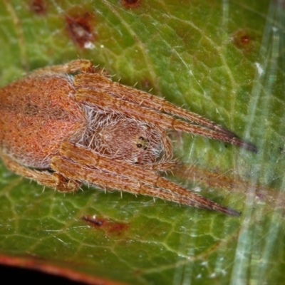 Araneinae (subfamily) (Orb weaver) at Bruce Ridge - 23 Nov 2011 by Bron