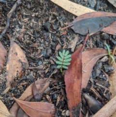 Acacia sp. (A Wattle) at Bundanoon, NSW - 5 Mar 2020 by Margot