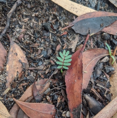 Acacia sp. (A Wattle) at Bundanoon - 5 Mar 2020 by Margot