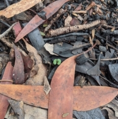 Eucalyptus sp. (A Gum Tree) at Bundanoon - 6 Mar 2020 by Margot