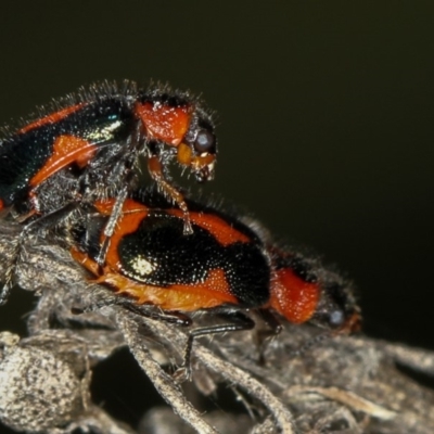 Dicranolaius villosus (Melyrid flower beetle) at Bruce, ACT - 23 Nov 2011 by Bron