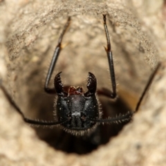 Camponotus intrepidus (Flumed Sugar Ant) at Bruce Ridge - 23 Nov 2011 by Bron