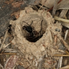 Camponotus intrepidus at Bruce, ACT - 23 Nov 2011