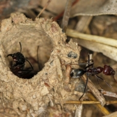 Camponotus intrepidus at Bruce, ACT - 23 Nov 2011