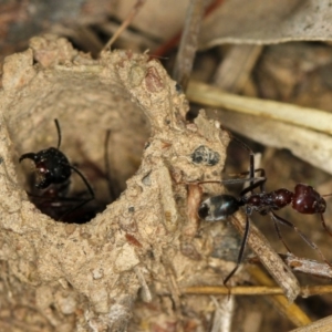 Camponotus intrepidus at Bruce, ACT - 23 Nov 2011