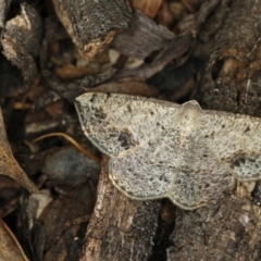 Taxeotis intextata (Looper Moth, Grey Taxeotis) at Bruce Ridge - 23 Nov 2011 by Bron