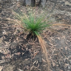 Xanthorrhoea sp. (Grass Tree) at Bundanoon, NSW - 5 Mar 2020 by Margot