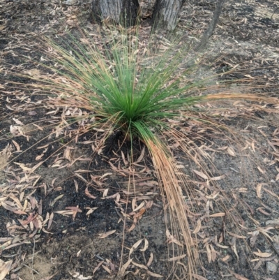 Xanthorrhoea sp. (Grass Tree) at Wingecarribee Local Government Area - 5 Mar 2020 by Margot